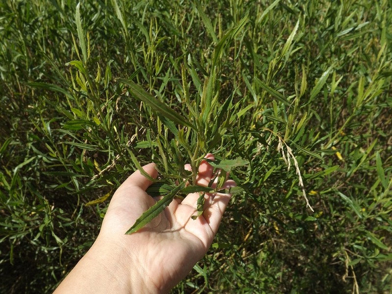 Baccharis spicata photo 7
