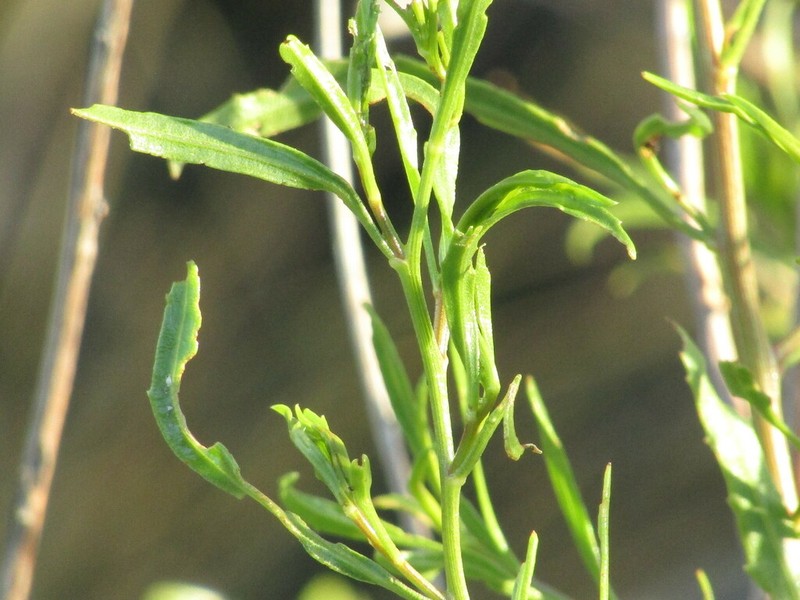 Baccharis spicata photo 8