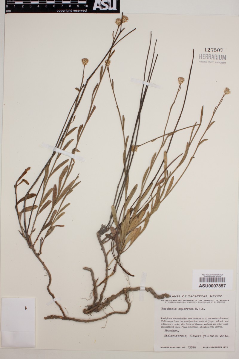 Baccharis squarrosa