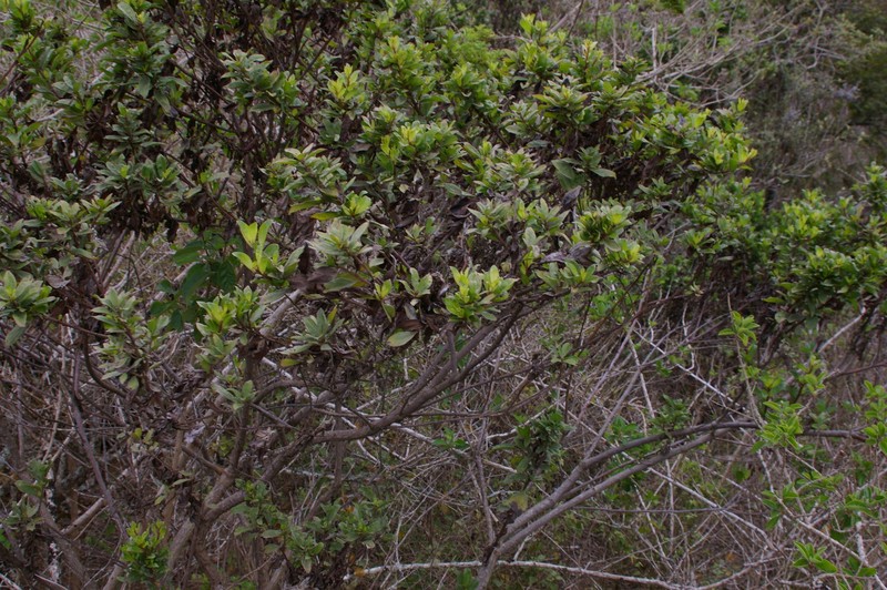 Baccharis steetzii photo 2