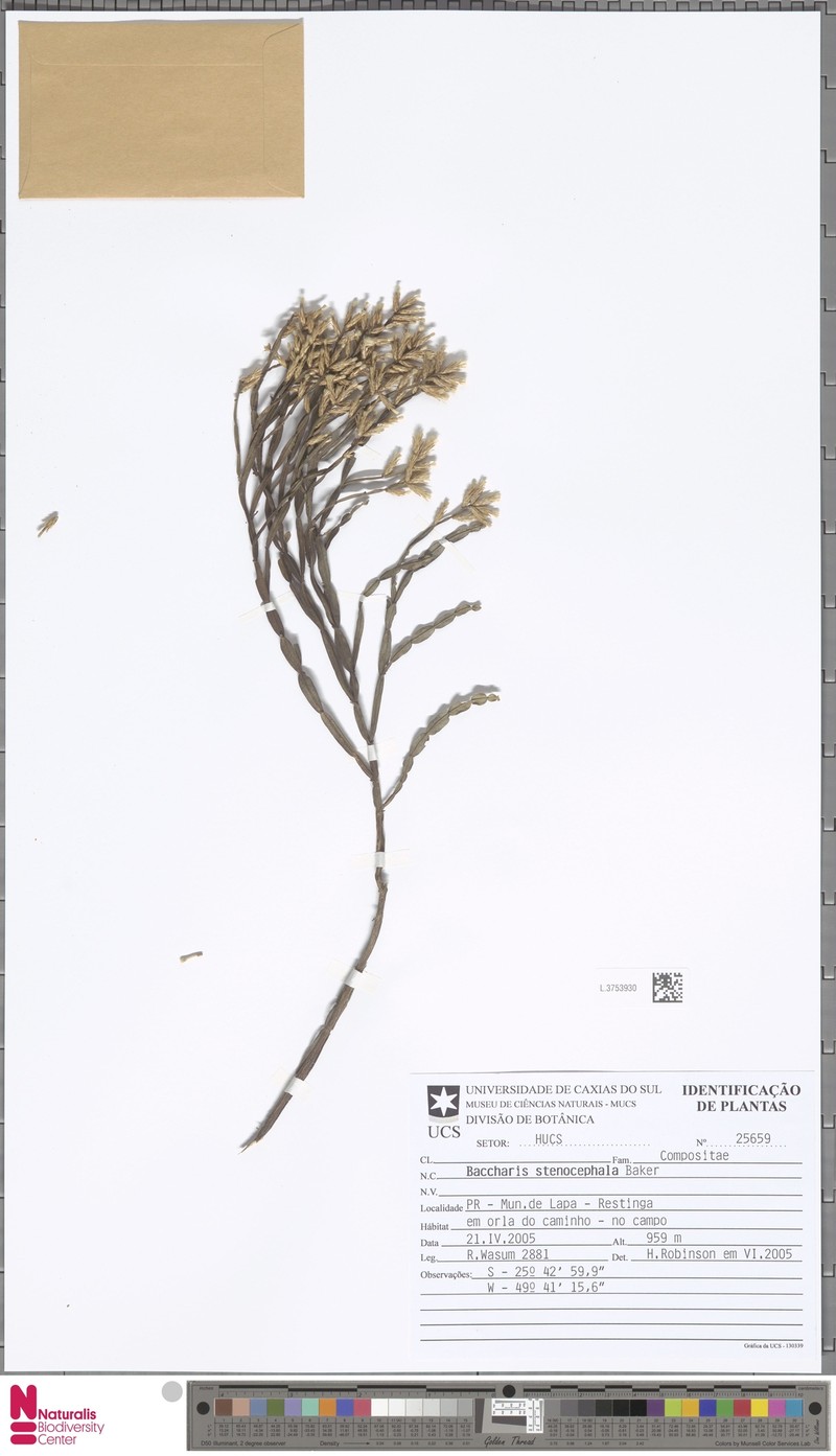 Baccharis stenocephala