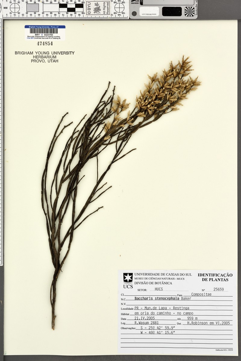 Baccharis stenocephala photo 2