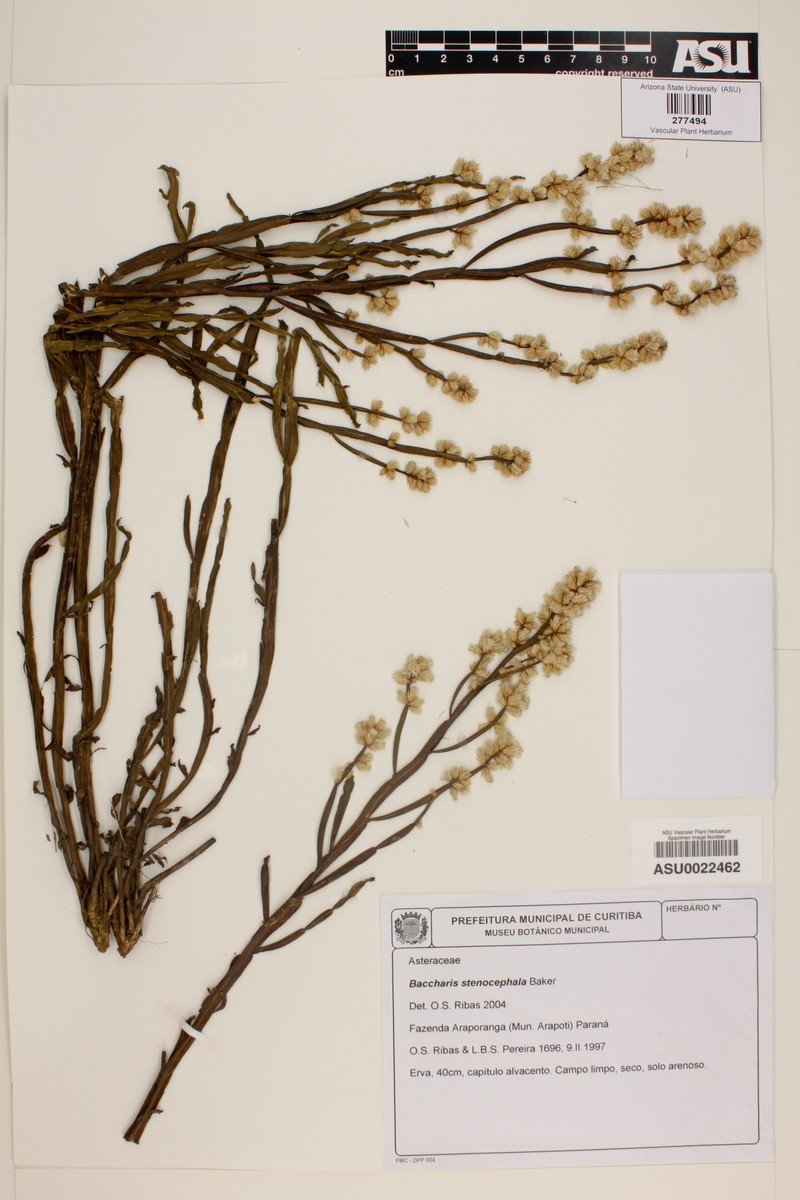 Baccharis stenocephala photo 3