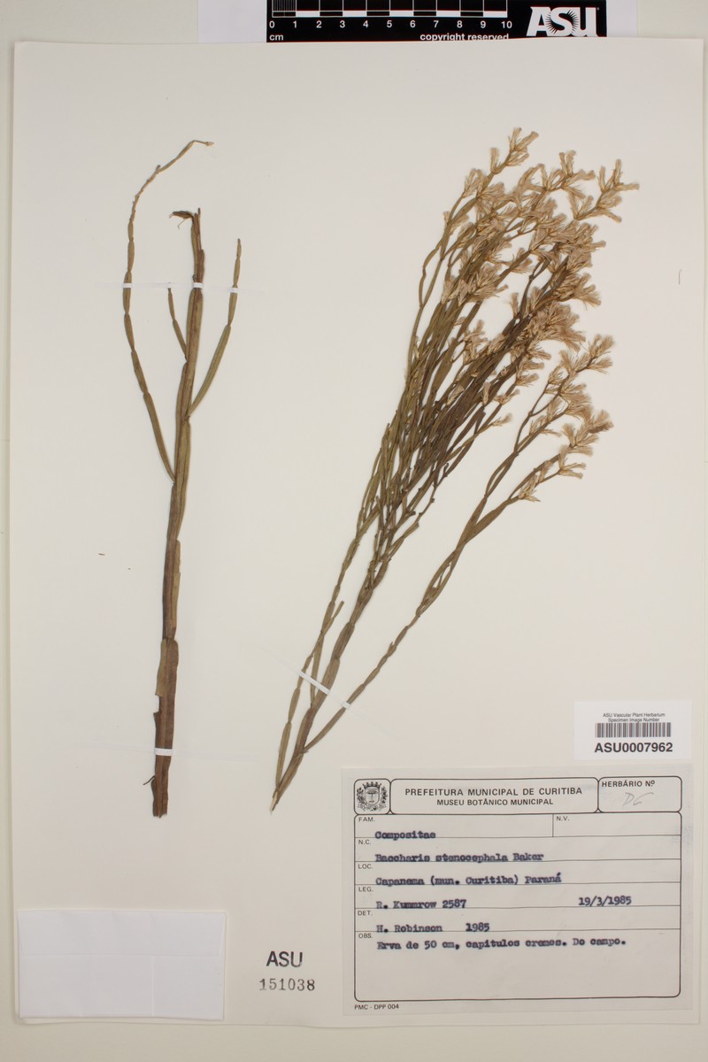 Baccharis stenocephala photo 4
