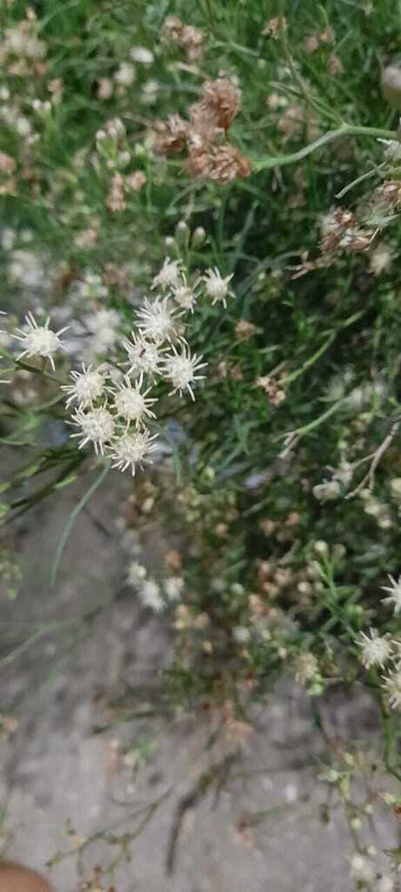 Baccharis stenophylla photo 2