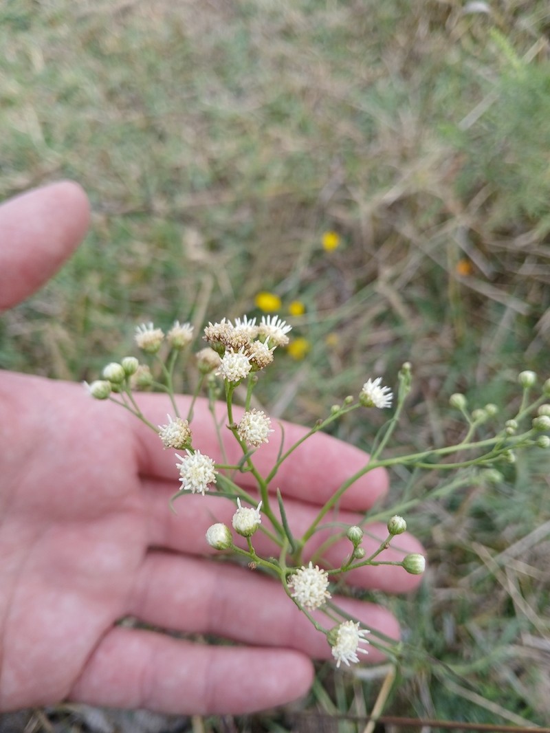 Baccharis stenophylla photo 3