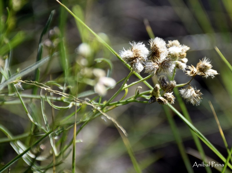 Baccharis stenophylla photo 4