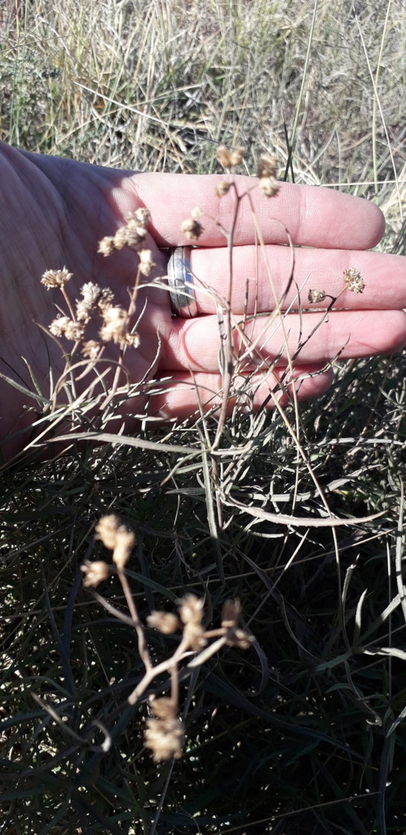 Baccharis stenophylla photo 5