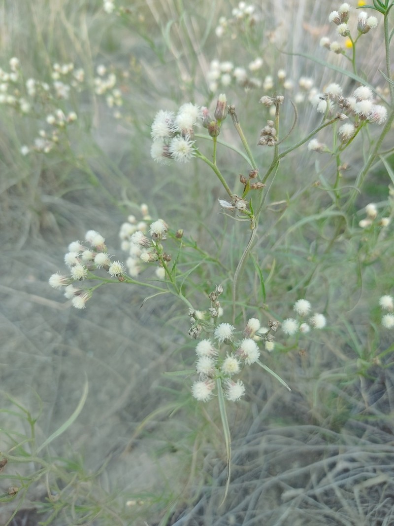 Baccharis stenophylla photo 6