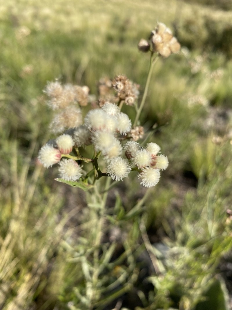 Baccharis stenophylla photo 7