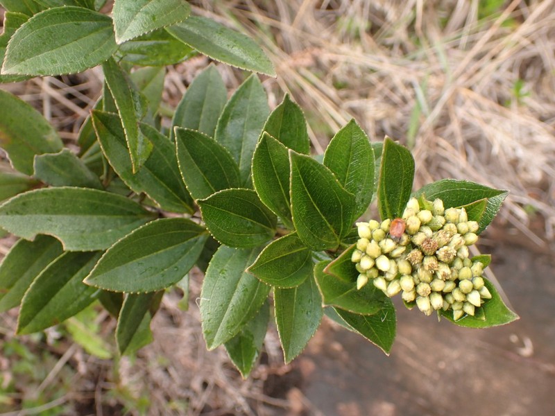 Baccharis stylosa