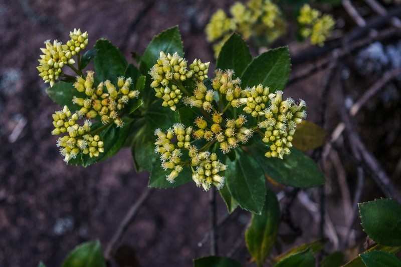 Baccharis stylosa photo 2