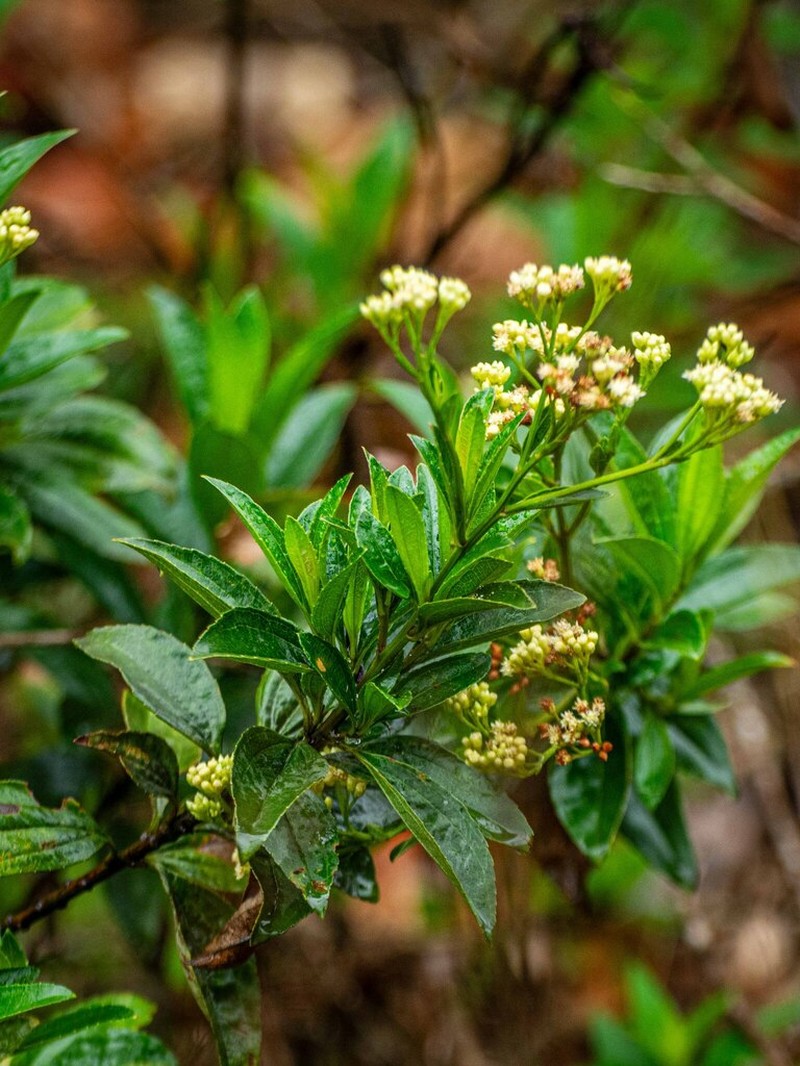 Baccharis stylosa photo 3