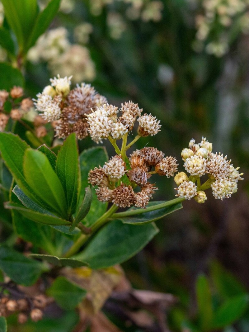 Baccharis stylosa photo 4