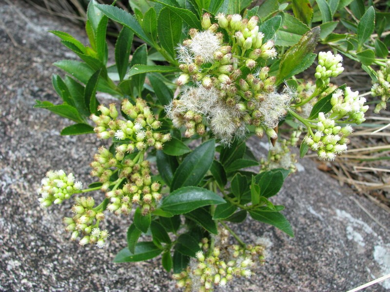Baccharis stylosa photo 5