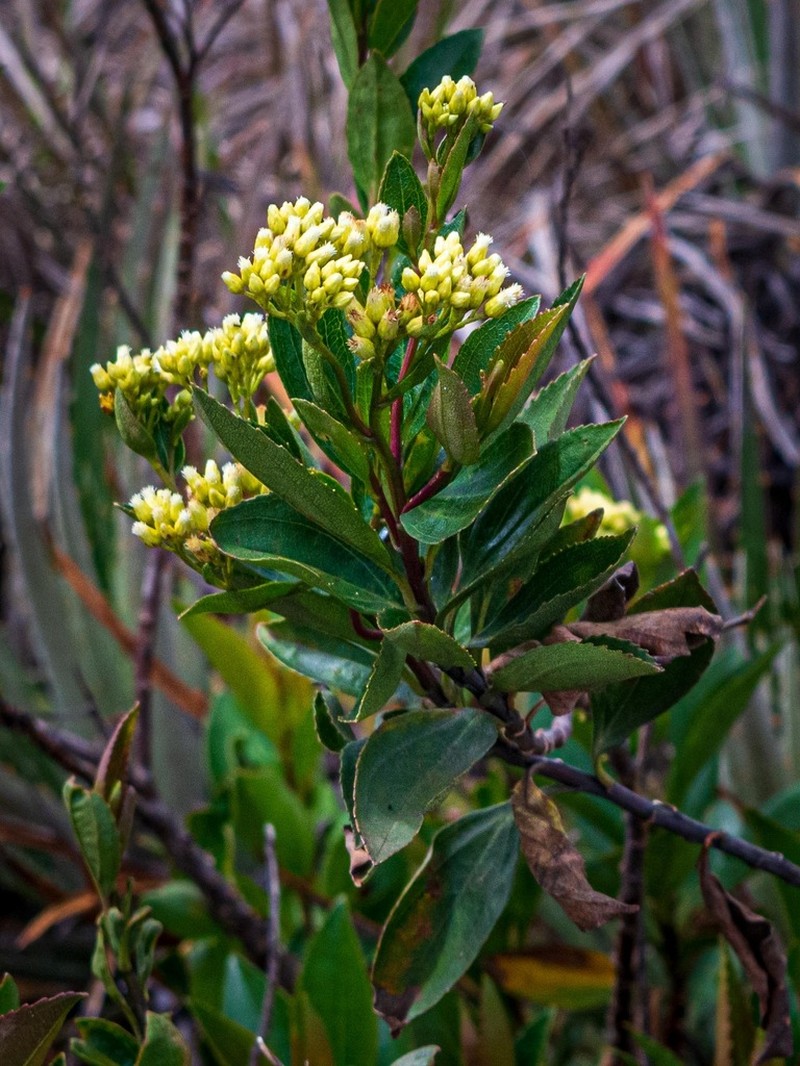 Baccharis stylosa photo 6