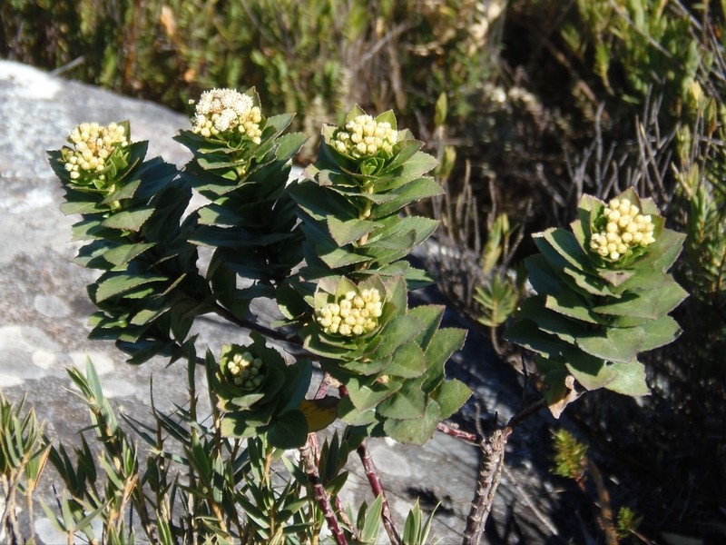 Baccharis stylosa photo 7