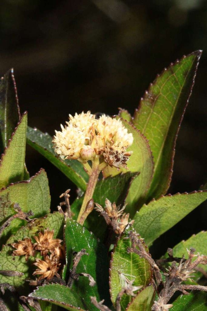 Baccharis stylosa photo 8