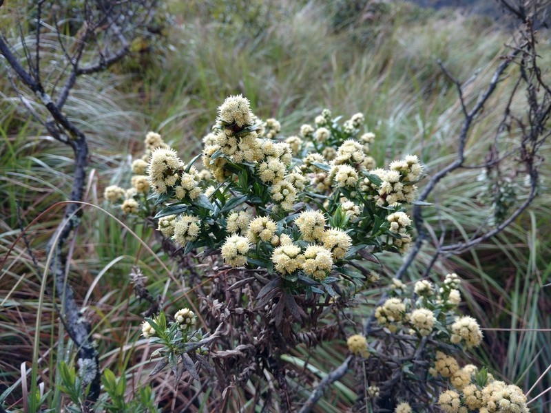 Baccharis subalata