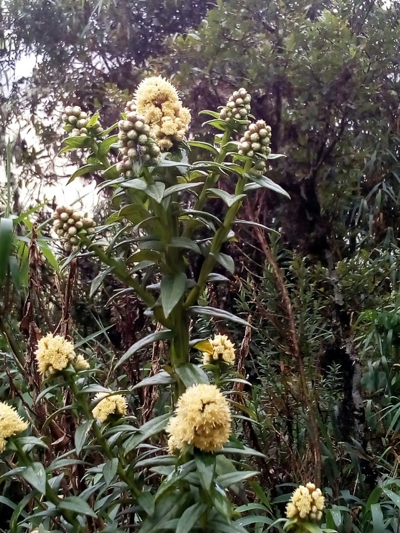 Baccharis subalata photo 2
