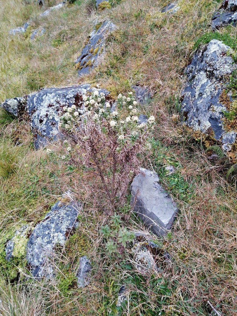 Baccharis subalata photo 3