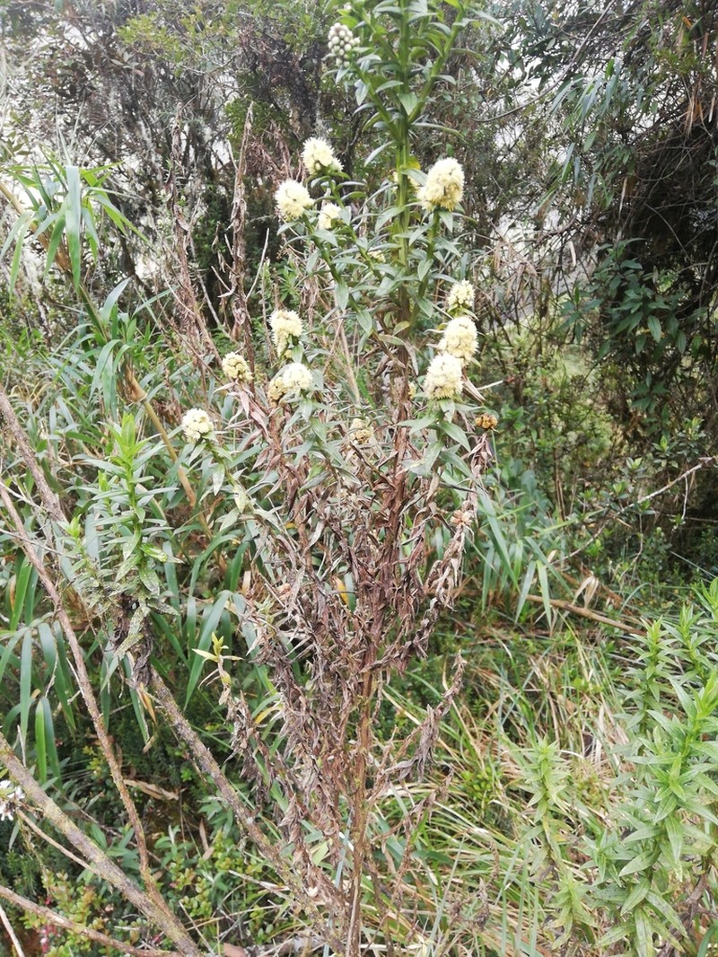 Baccharis subalata photo 4
