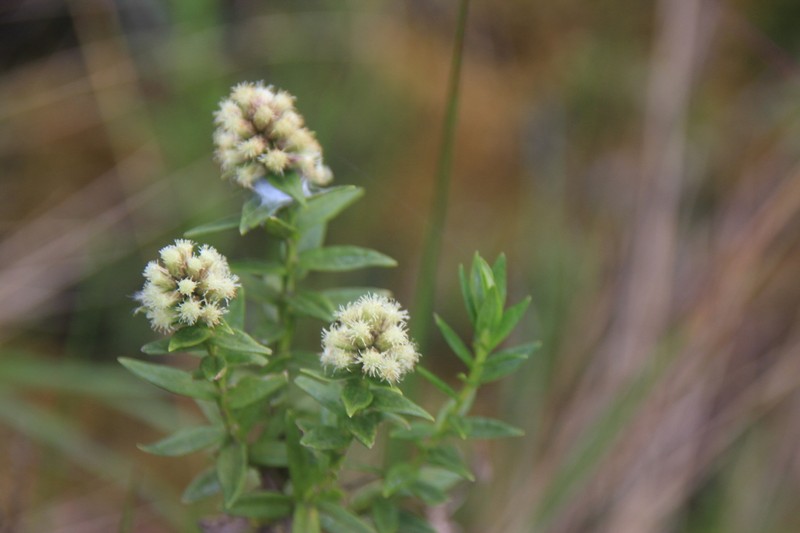 Baccharis subalata photo 5