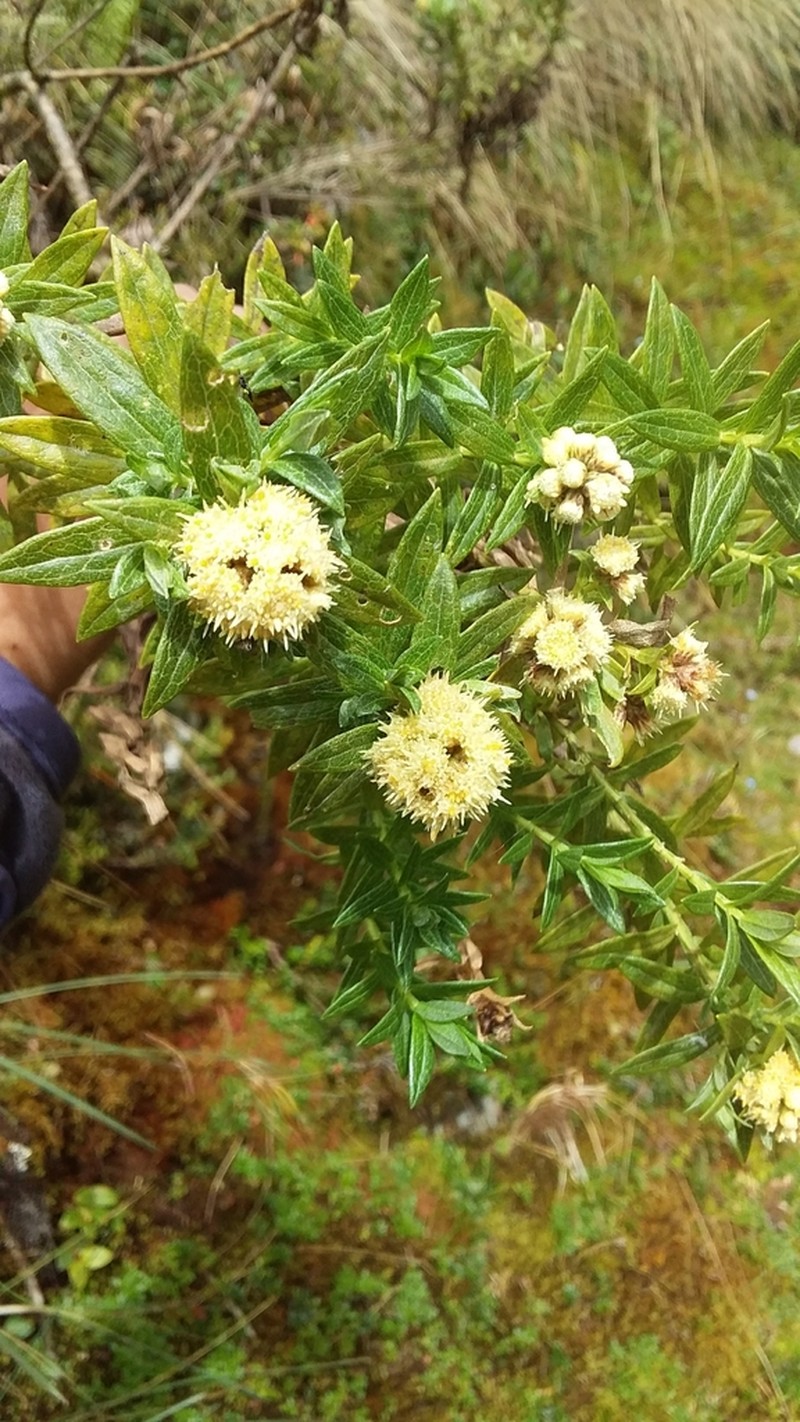 Baccharis subalata photo 6