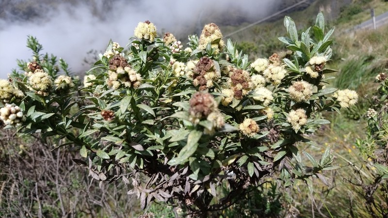 Baccharis subalata photo 7