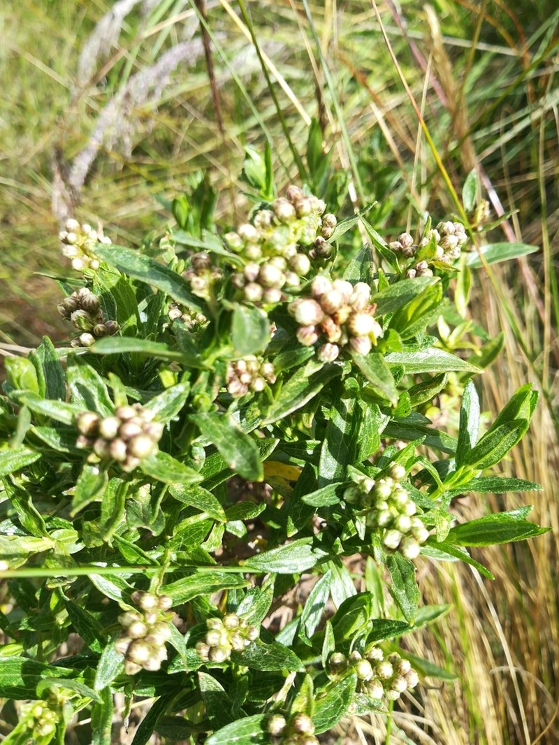 Baccharis subalata photo 8