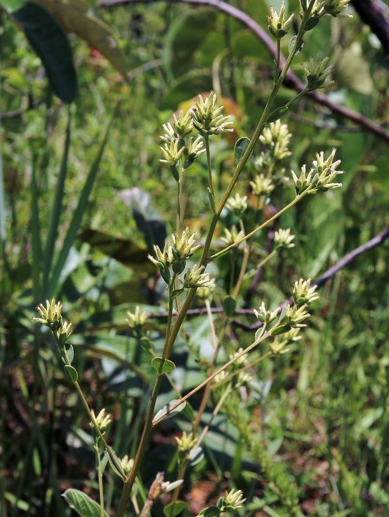 Baccharis subdentata