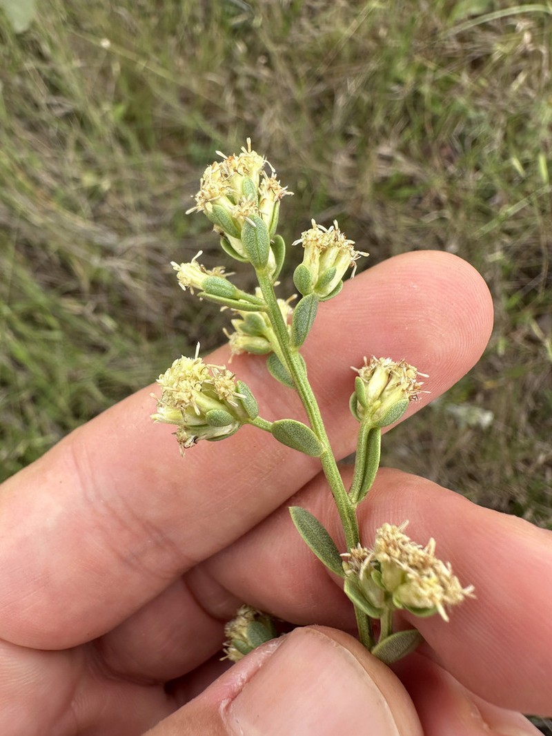 Baccharis subdentata photo 2