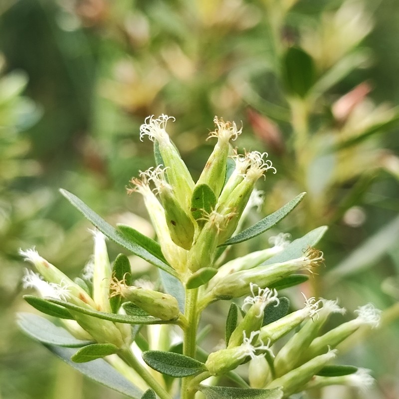 Baccharis subdentata photo 3