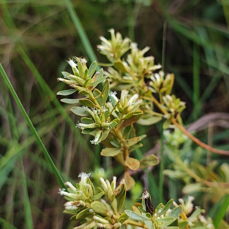 Baccharis subdentata photo 4