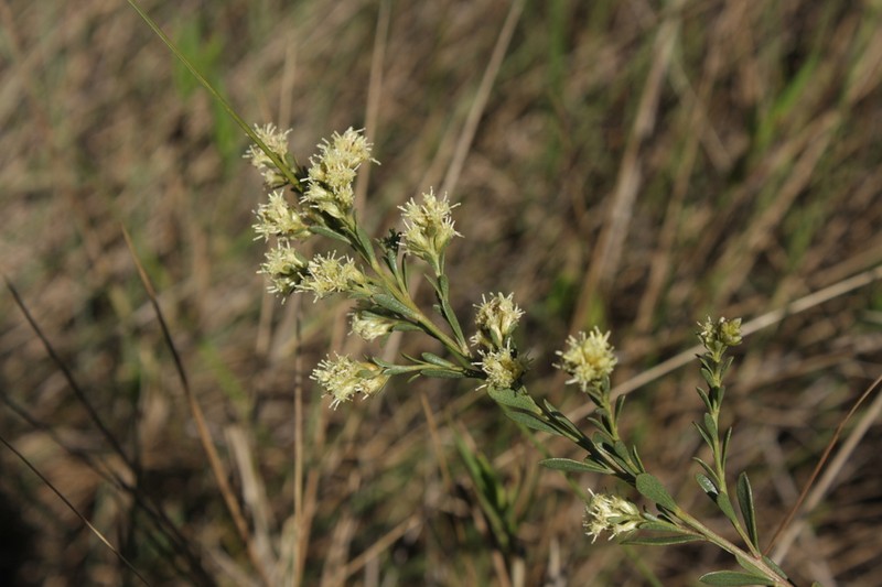Baccharis subdentata photo 5