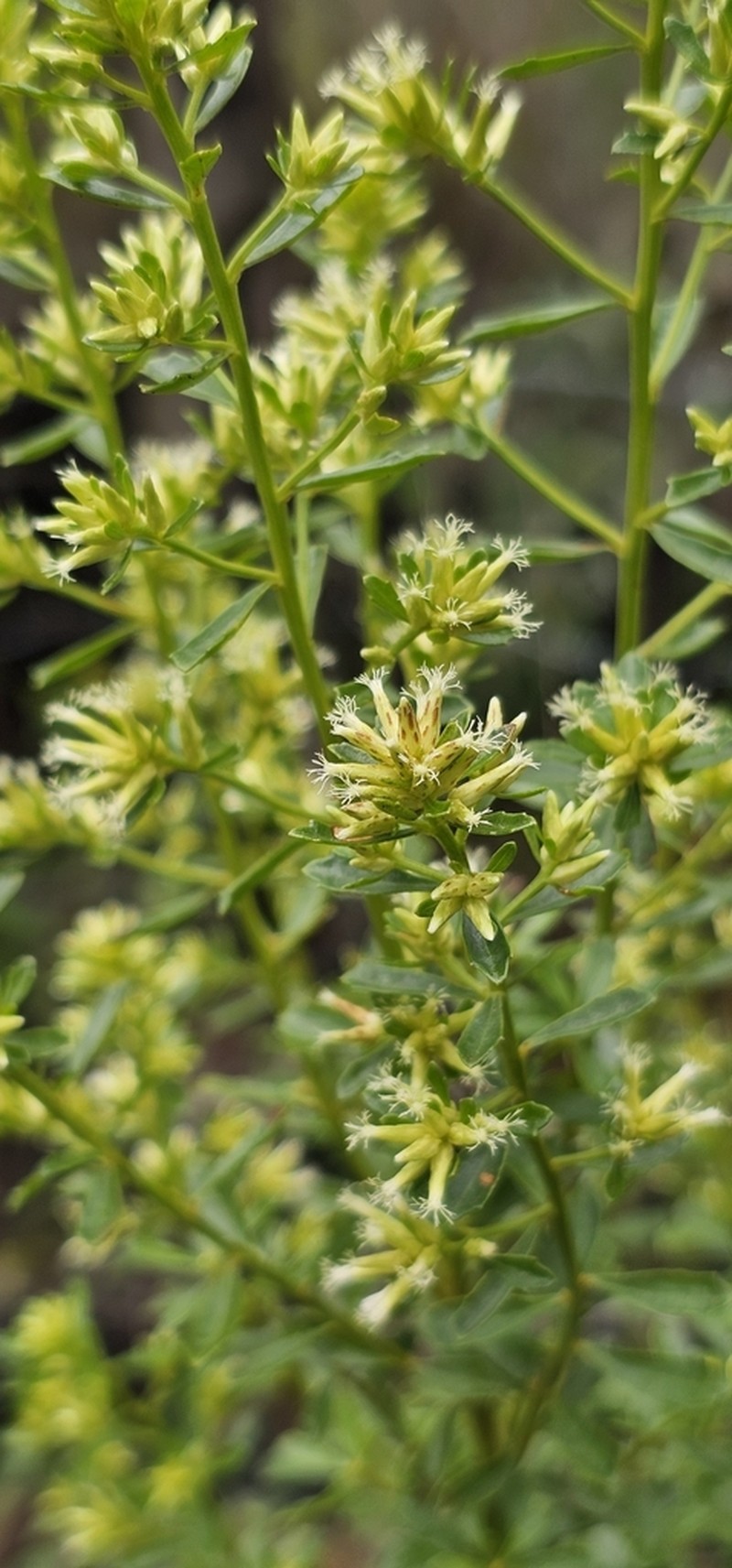 Baccharis subdentata photo 6