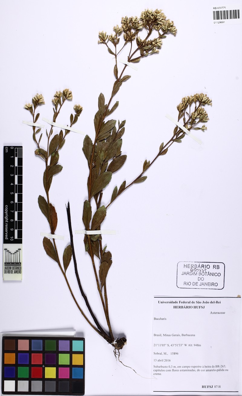 Baccharis subdentata photo 7