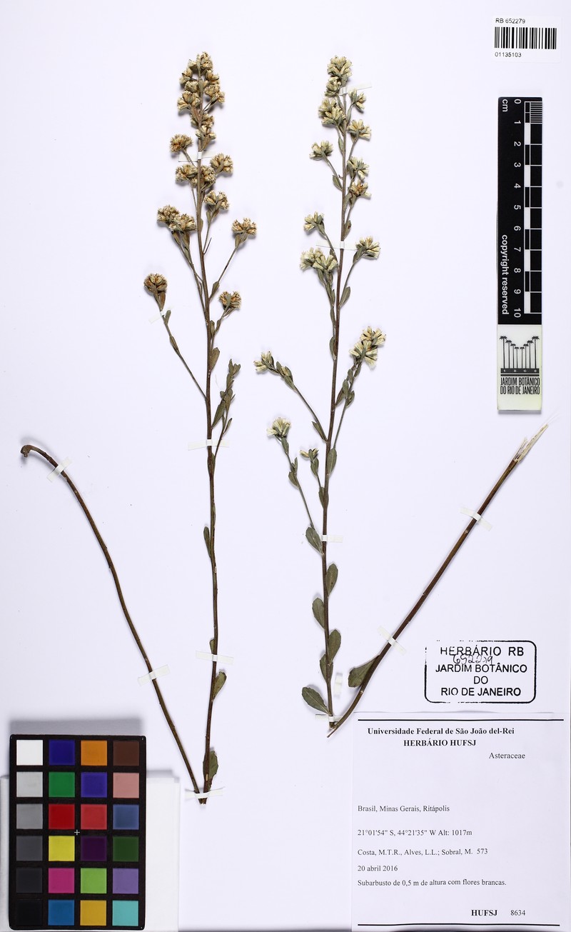 Baccharis subdentata photo 8