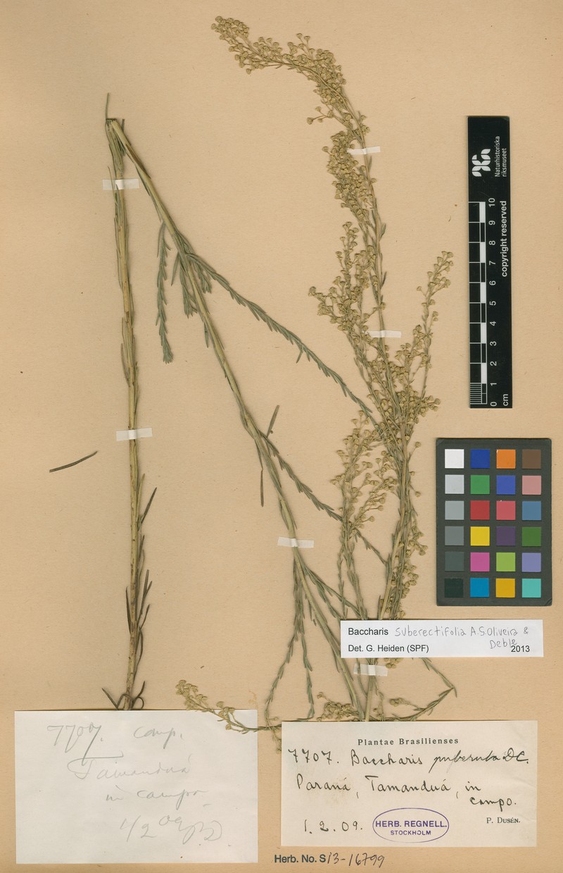 Baccharis suberectifolia