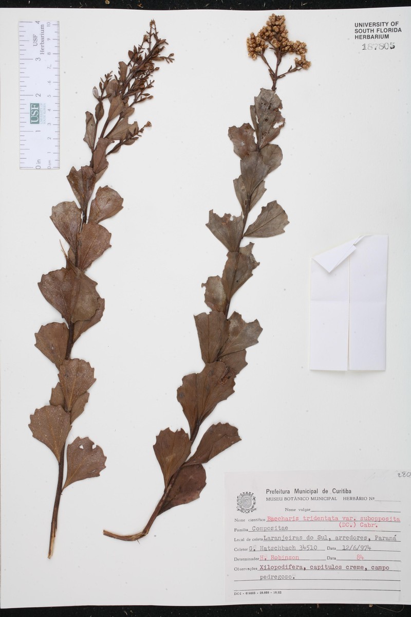 Baccharis subopposita