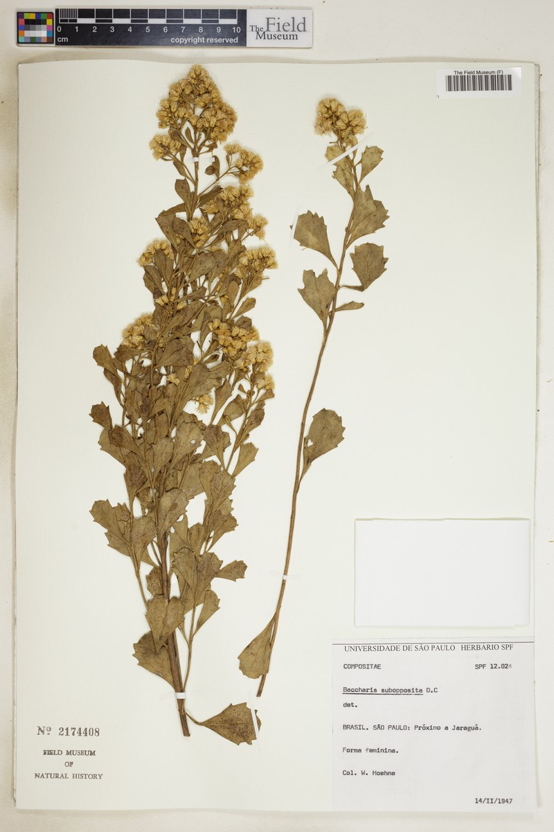 Baccharis subopposita photo 2