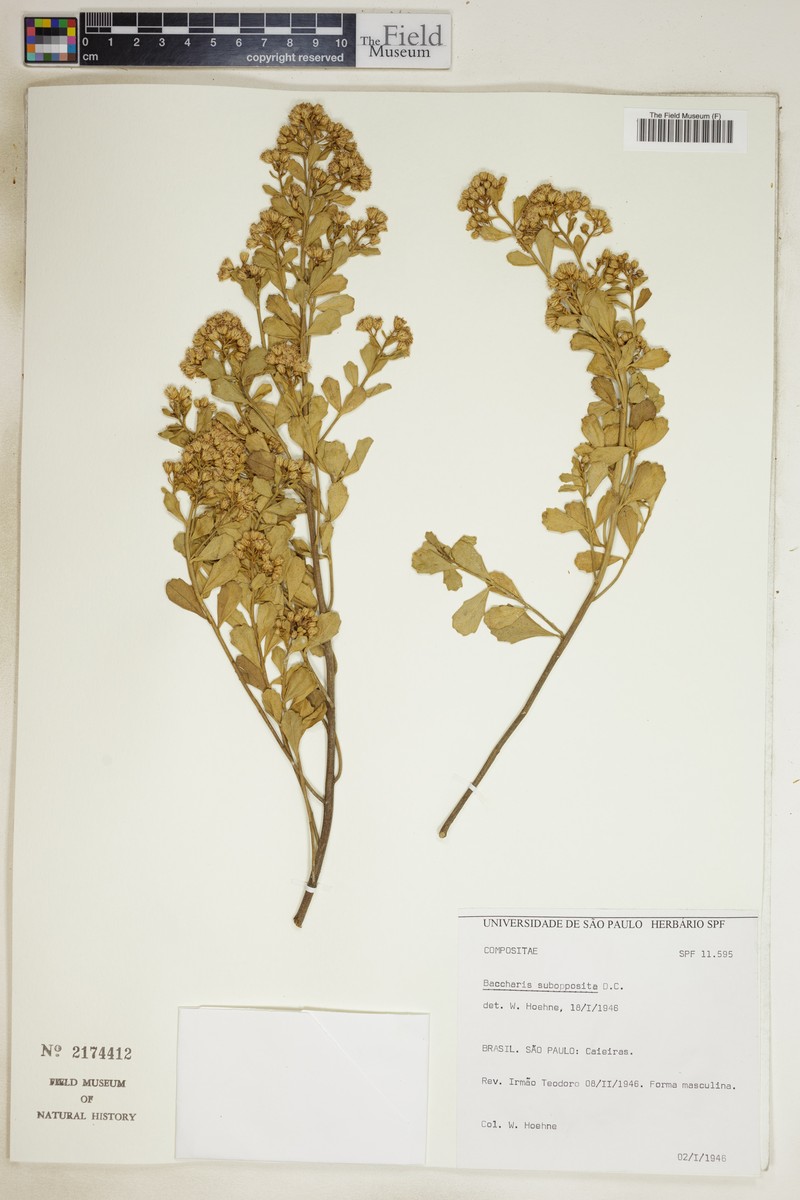 Baccharis subopposita photo 3