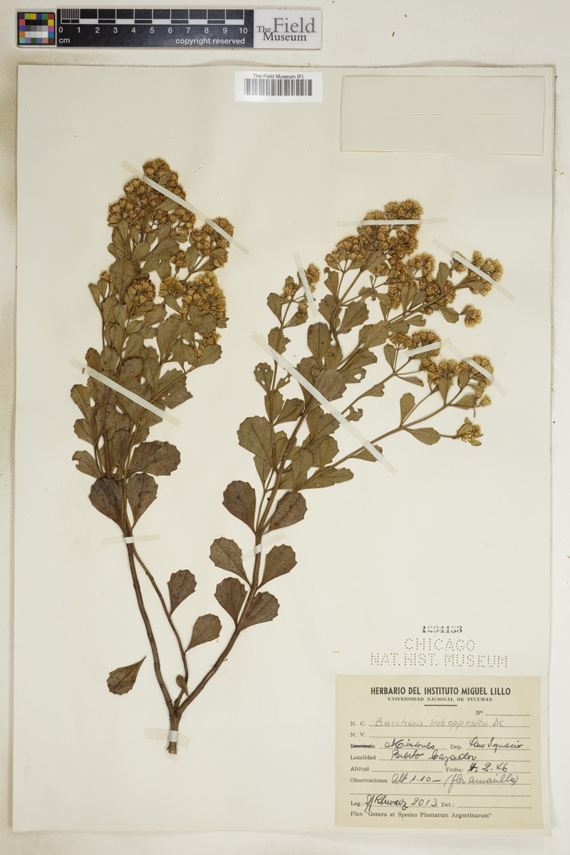 Baccharis subopposita photo 5