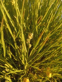 Baccharis subtropicalis