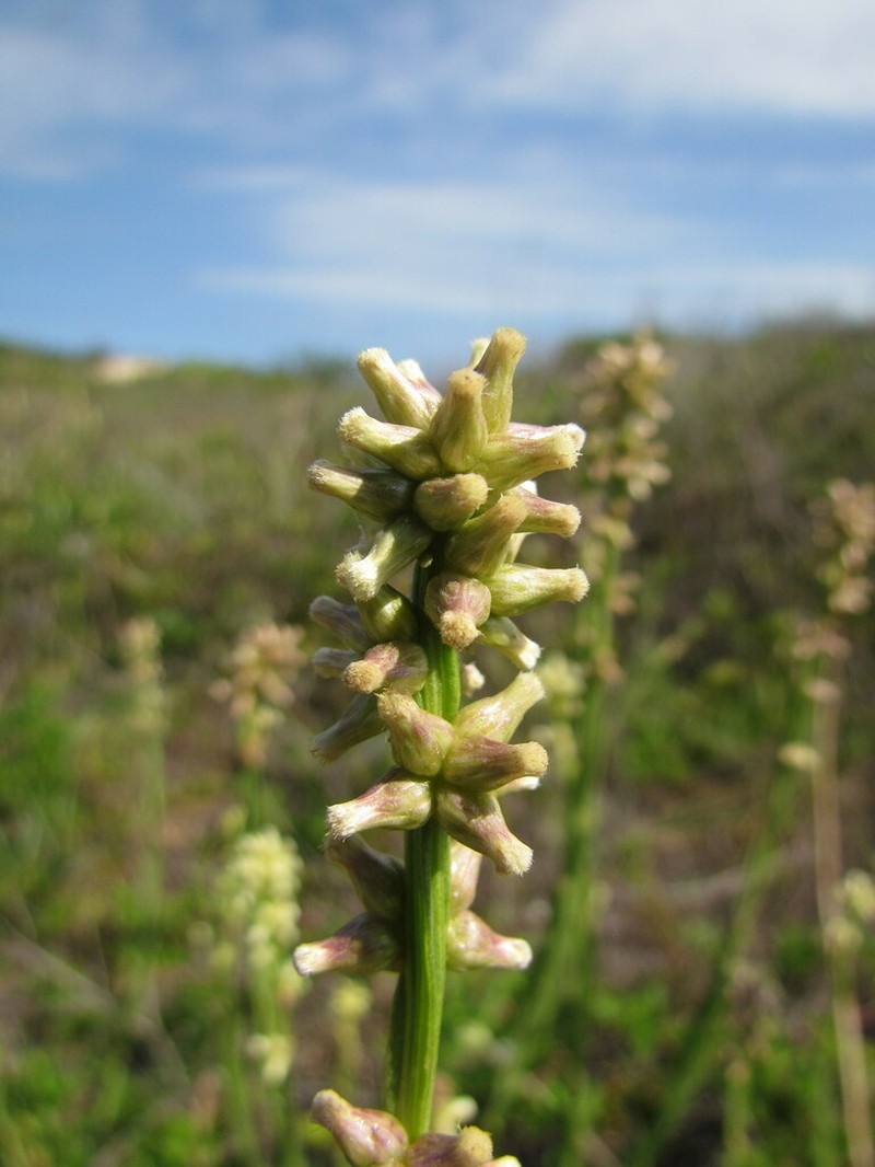 Baccharis subtropicalis photo 2