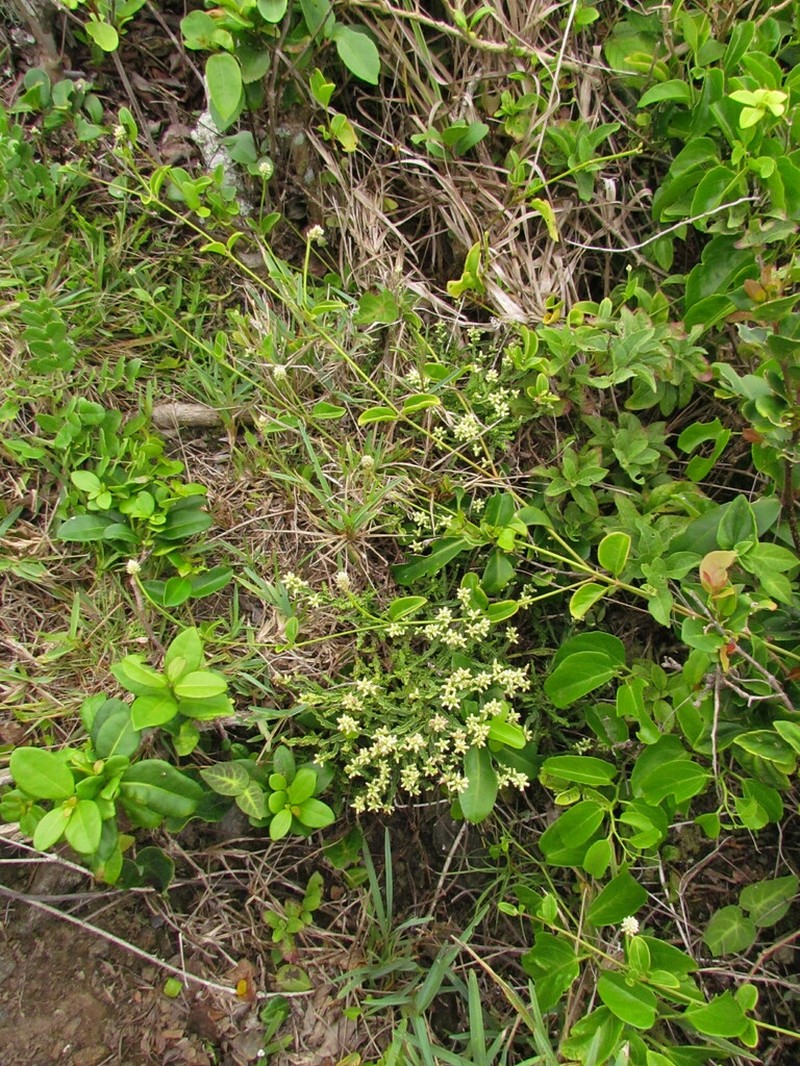 Baccharis subtropicalis photo 3
