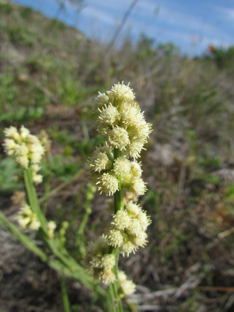 Baccharis subtropicalis photo 4