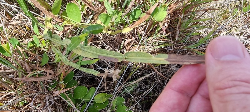 Baccharis subtropicalis photo 5