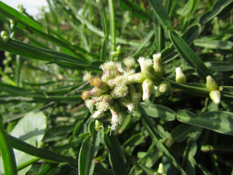 Baccharis subtropicalis photo 6