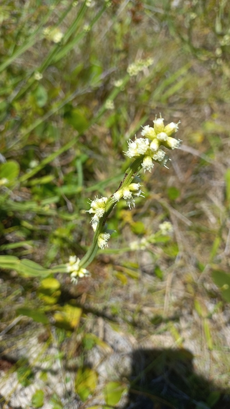 Baccharis subtropicalis photo 7